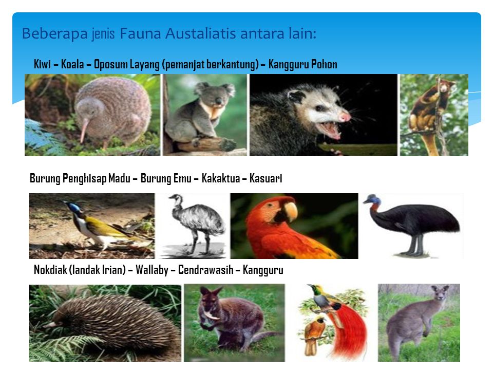 Beberapa jenis Fauna Austaliatis antara lain: Kiwi – Koala – Oposum Layang (pemanjat berkantung) – Kangguru Pohon Burung Penghisap Madu – Burung Emu – Kakaktua – Kasuari Nokdiak (landak Irian) – Wallaby – Cendrawasih – Kangguru