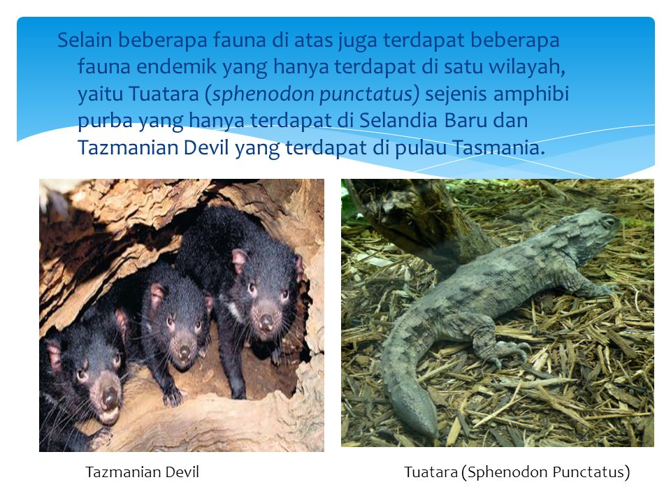 Selain beberapa fauna di atas juga terdapat beberapa fauna endemik yang hanya terdapat di satu wilayah, yaitu Tuatara (sphenodon punctatus) sejenis amphibi purba yang hanya terdapat di Selandia Baru dan Tazmanian Devil yang terdapat di pulau Tasmania.
