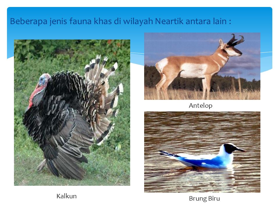 Beberapa jenis fauna khas di wilayah Neartik antara lain : Kalkun Antelop Brung Biru