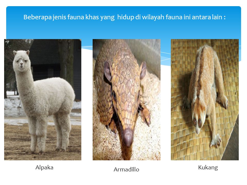 Beberapa jenis fauna khas yang hidup di wilayah fauna ini antara lain : Alpaka Armadillo Kukang