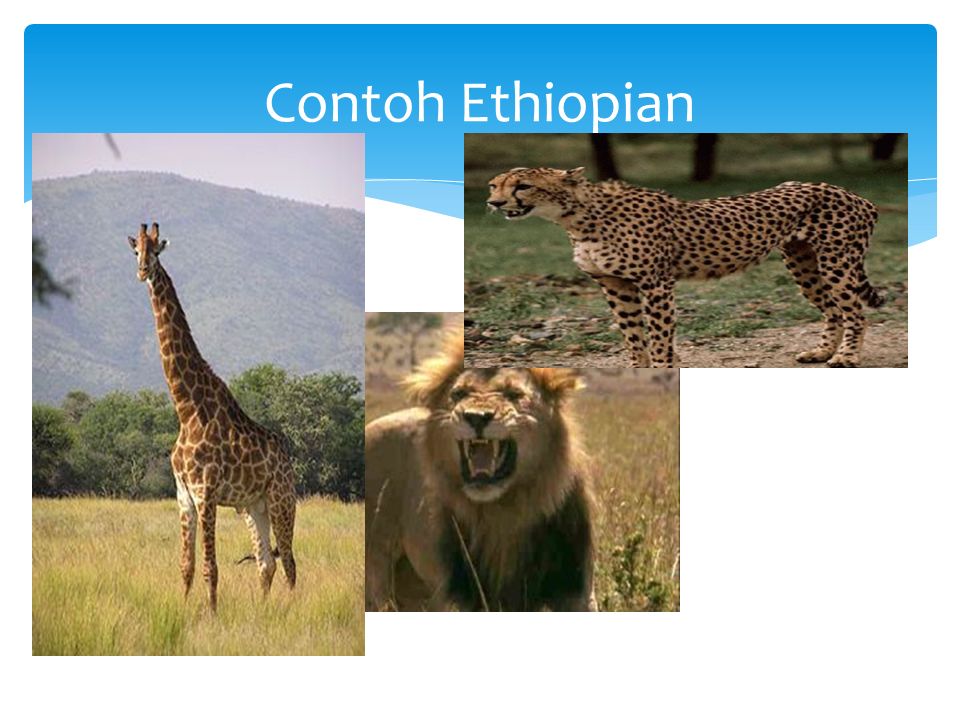Contoh Ethiopian