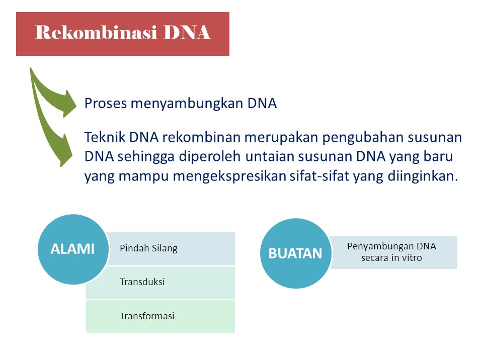 Rekombinasi DNA Teknik DNA rekombinan merupakan pengubahan susunan DNA sehingga diperoleh untaian susunan DNA yang baru yang mampu mengekspresikan sifat-sifat yang diinginkan.