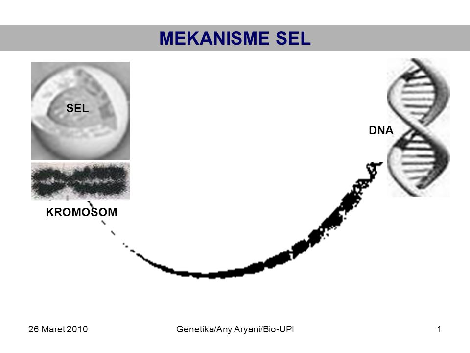 26 Maret 2010Genetika/Any Aryani/Bio-UPI1 MEKANISME SEL SEL KROMOSOM DNA