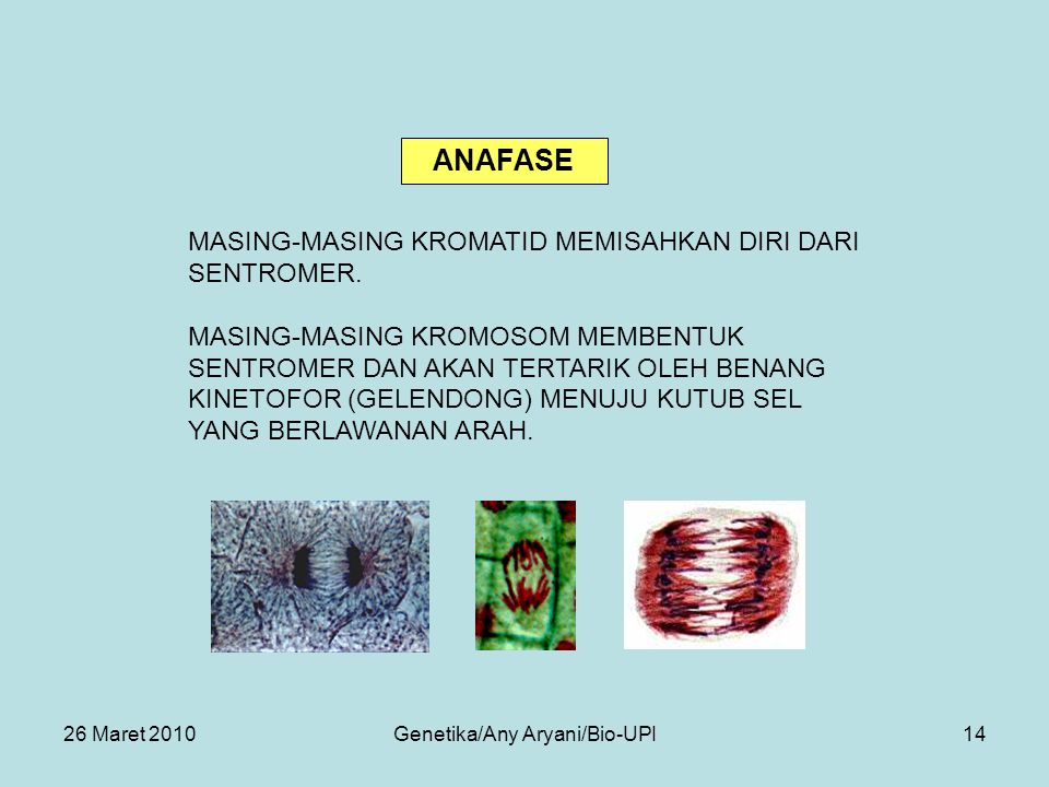26 Maret 2010Genetika/Any Aryani/Bio-UPI14 MASING-MASING KROMATID MEMISAHKAN DIRI DARI SENTROMER.
