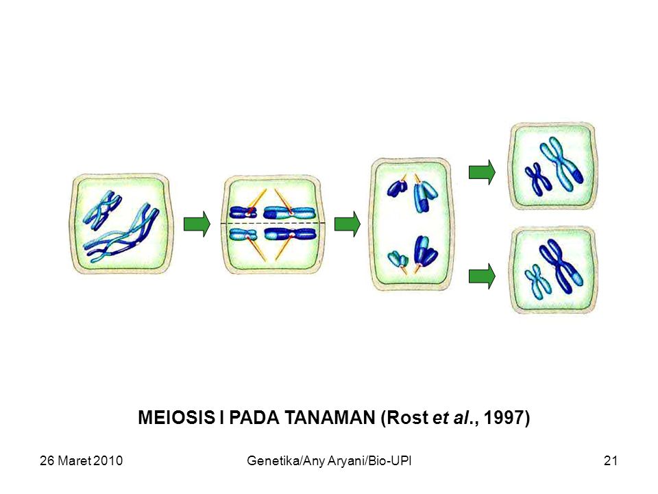 26 Maret 2010Genetika/Any Aryani/Bio-UPI21 MEIOSIS I PADA TANAMAN (Rost et al., 1997)