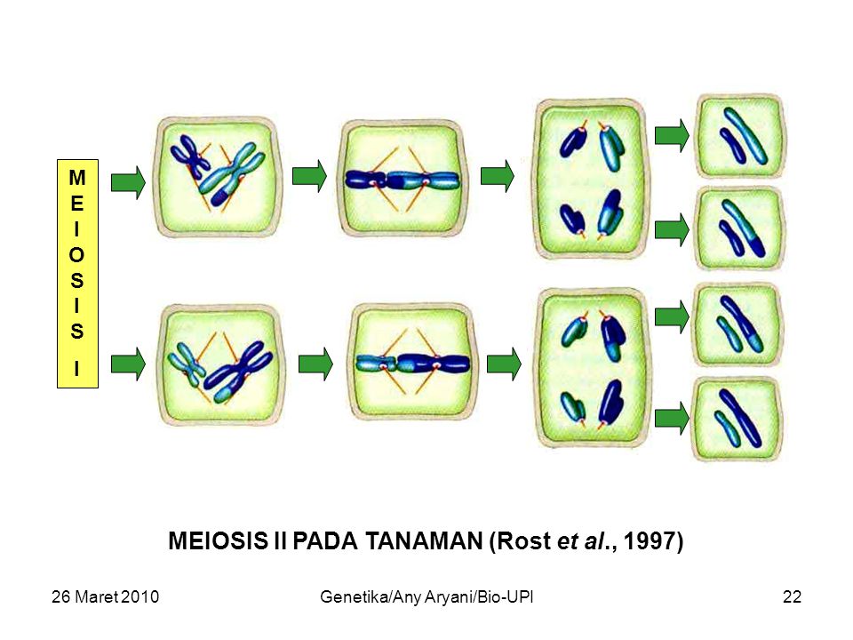 26 Maret 2010Genetika/Any Aryani/Bio-UPI22 MEIOSISIMEIOSISI MEIOSIS II PADA TANAMAN (Rost et al., 1997)