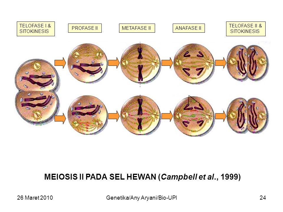 26 Maret 2010Genetika/Any Aryani/Bio-UPI24 MEIOSIS II PADA SEL HEWAN (Campbell et al., 1999) TELOFASE I & SITOKINESIS PROFASE IIMETAFASE IIANAFASE II TELOFASE II & SITOKINESIS