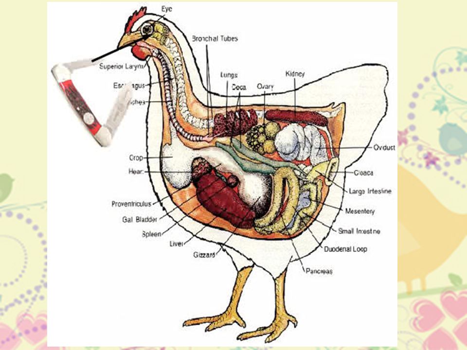 У куриц есть мозг. Анатомия курицы несушки. Строение органов курицы. Мозг курицы анатомия. Внутреннее строение курицы несушки.