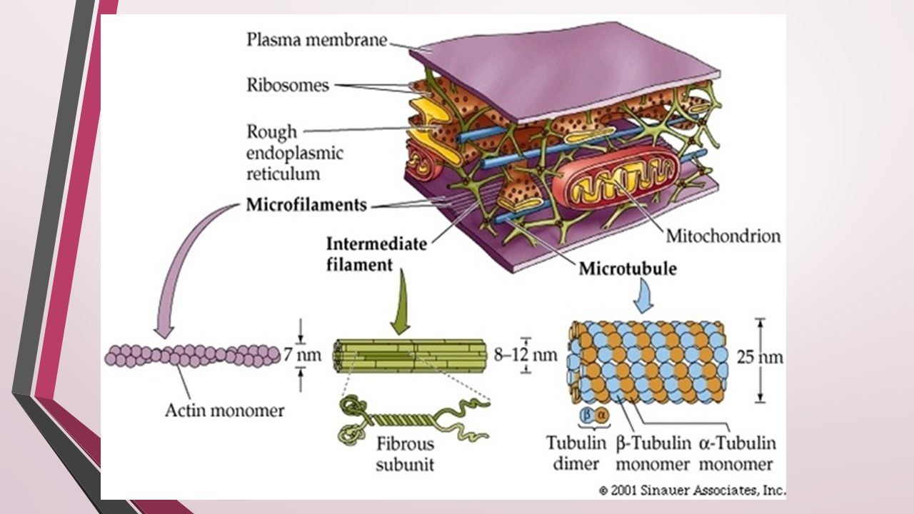 Цитоскелет строение. Microtubules and Microfilaments. Цитоскелет гельминта. Патология цитоскелета. Цитоскелет прокариот.