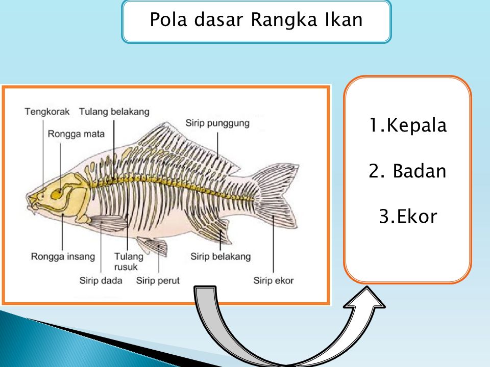 Apakah fungsi rangka ikan berbentuk streamline