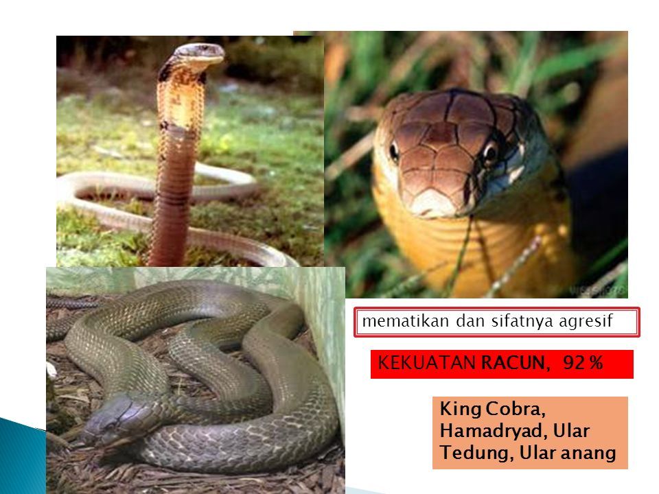 Oleh Purbo Kuncoro Ada 30 Jenis Serangga Tapi Hanya