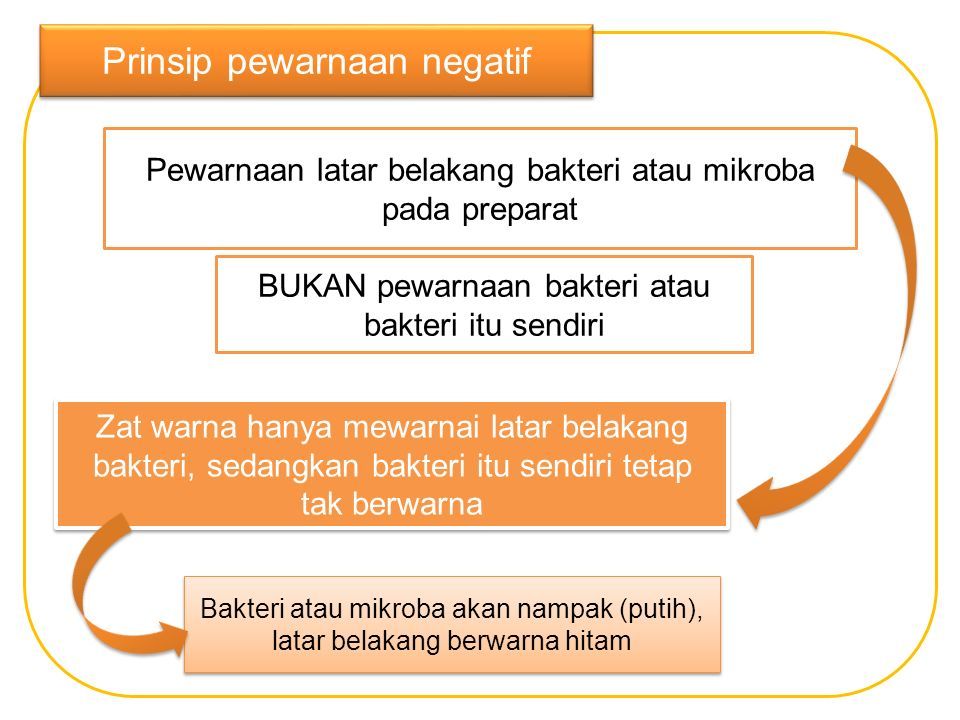 Identifikasi Bentuk Bakteri Dengan Metode Pewarnaan Negatif Ppt Download