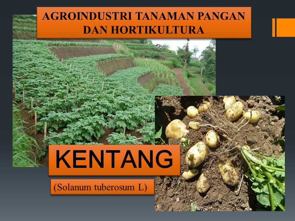 Kentang Solanum Tuberosum L Agroindustri Tanaman Pangan Dan Hortikultura Ppt Download