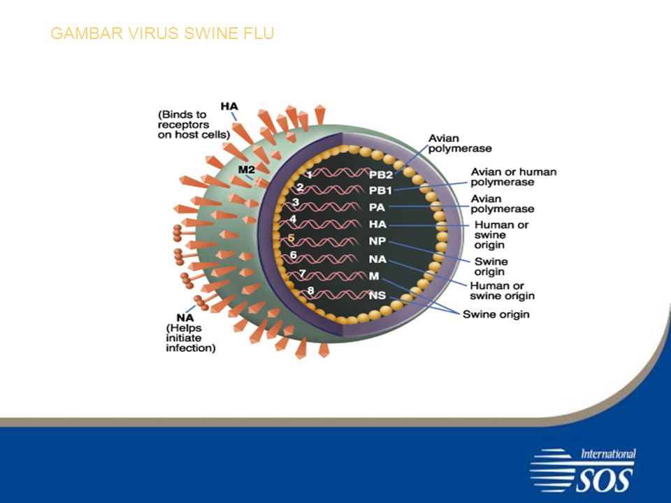 GAMBAR VIRUS SWINE FLU