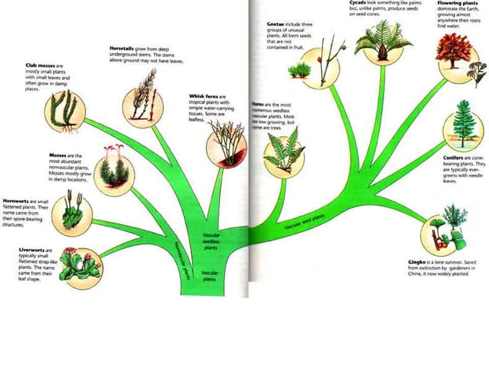 The Evolution of Plants. Classification of Plants. Моделирование на тему растения Эволюция. Схема пинцировки растений.
