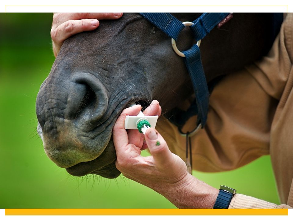 Колоть лошадей. Дегельминтизация лошадей. Вакцинация лошадей. Паразитарные болезни лошадей. Иммунизация лошадей.