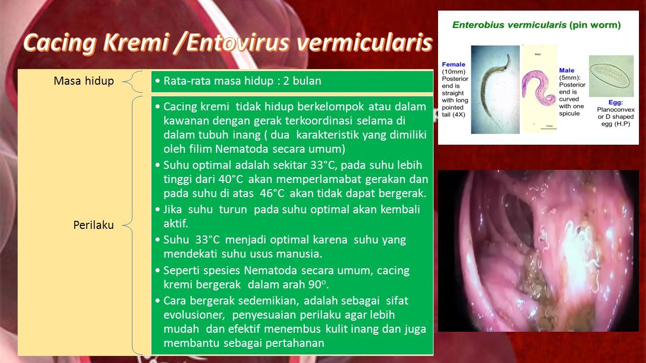 Karakteristik enterobius vermicularis Papillomavirus detection femme