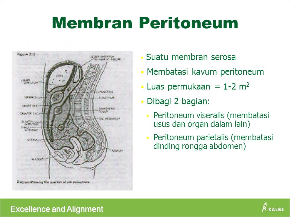 Membatasi kavum peritoneum ? 