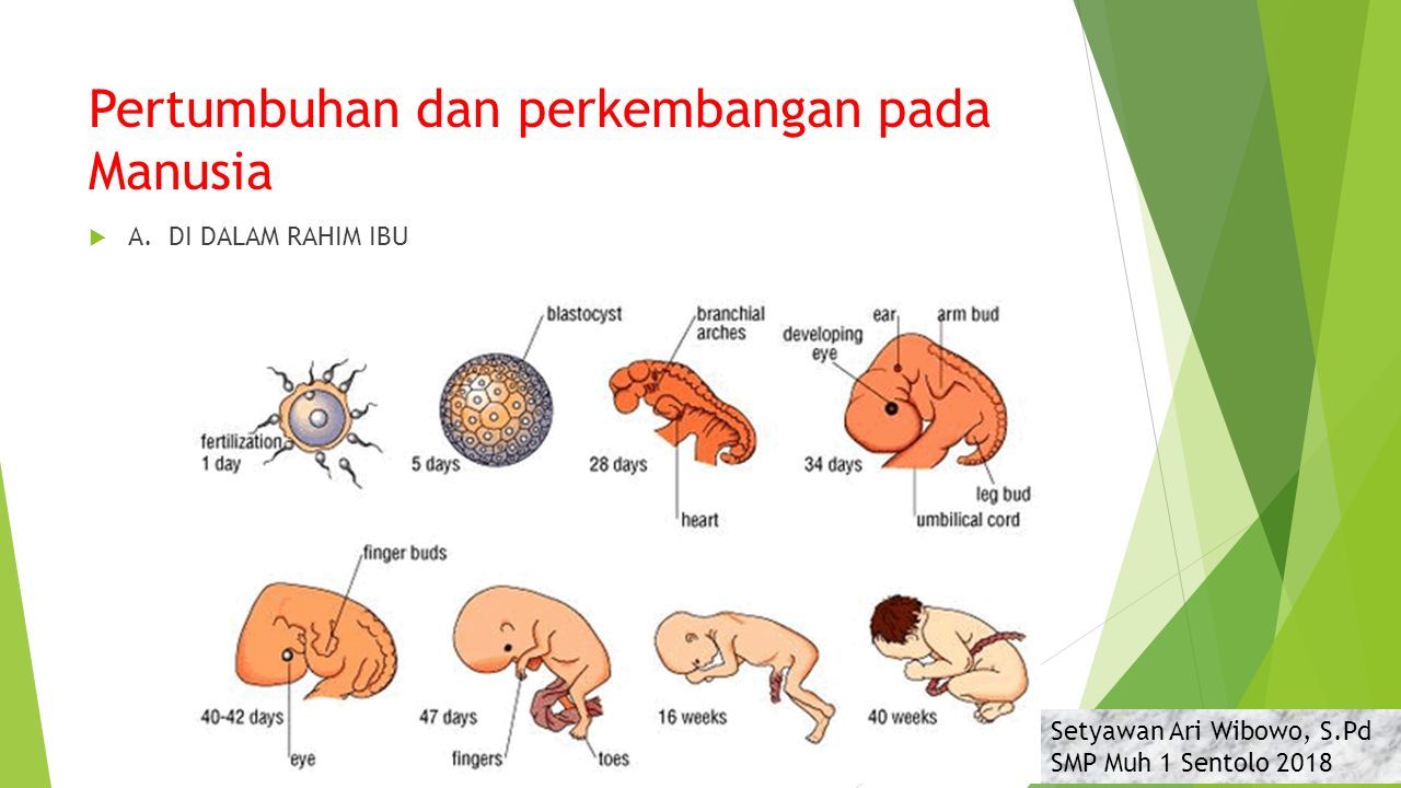 Tahap Perkembangan Embrio Pada Saat Terbentuknya Blastosol Disebut Seputar Bentuk