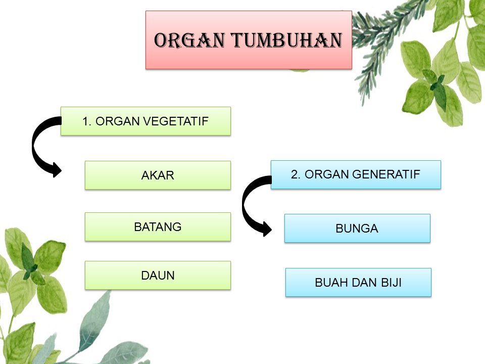 Jelaskan fungsi organ vegetatif dari tumbuhan yang anda amati