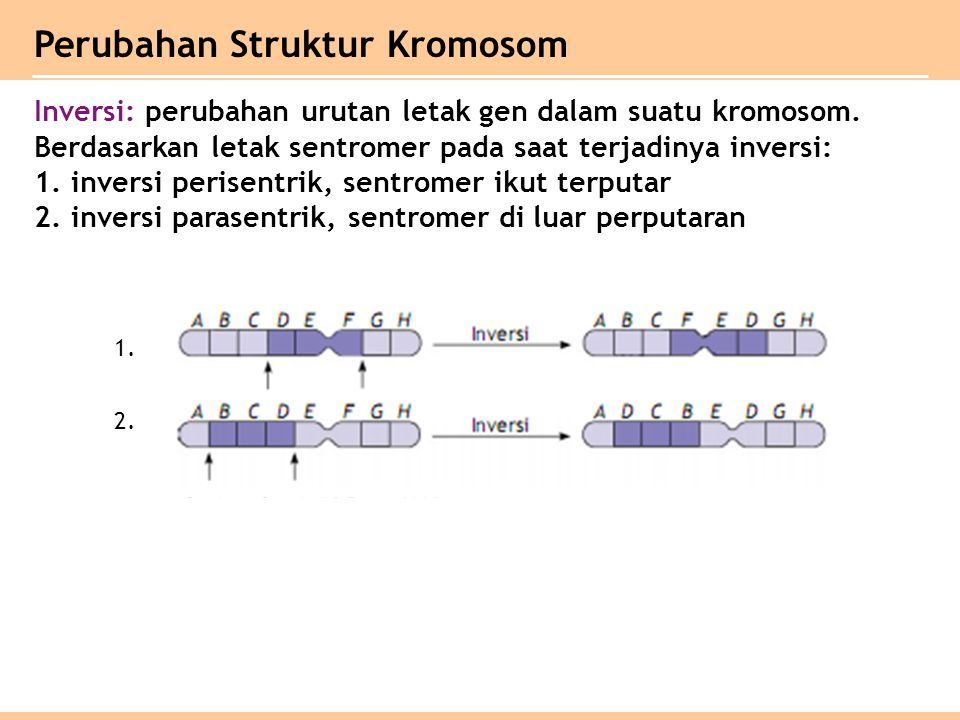 Perubahan Struktur Kromosom Inversi: perubahan urutan letak gen dalam suatu kromosom.