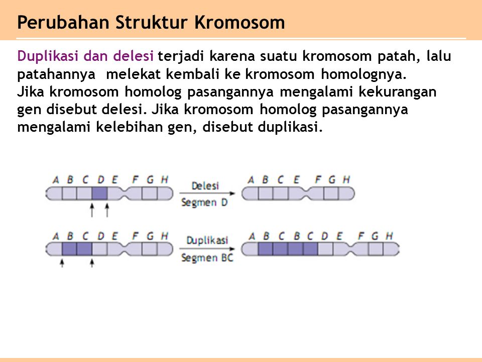 Duplikasi dan delesi terjadi karena suatu kromosom patah, lalu patahannya melekat kembali ke kromosom homolognya.