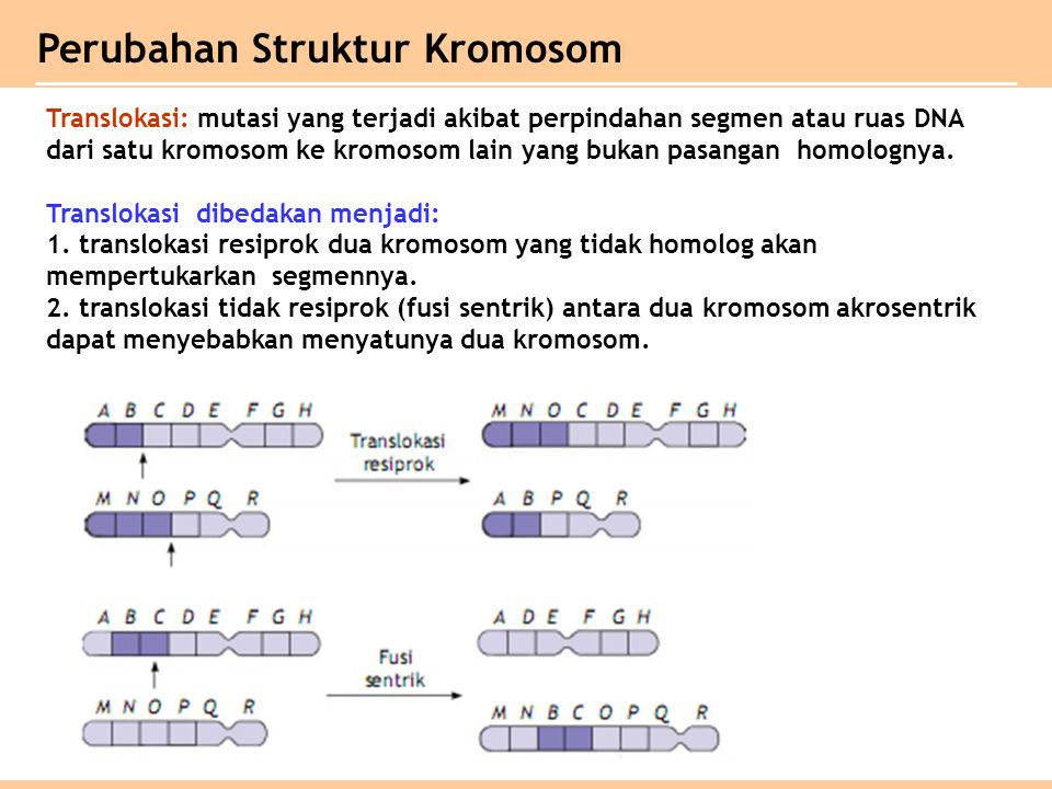 Translokasi: mutasi yang terjadi akibat perpindahan segmen atau ruas DNA dari satu kromosom ke kromosom lain yang bukan pasangan homolognya.
