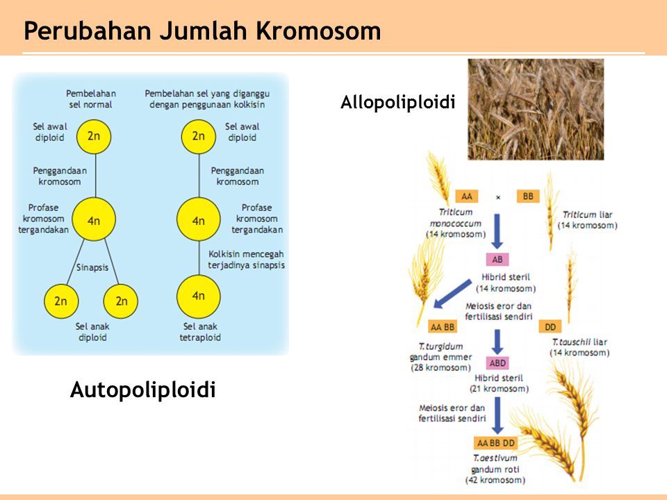 Perubahan Jumlah Kromosom Autopoliploidi Allopoliploidi