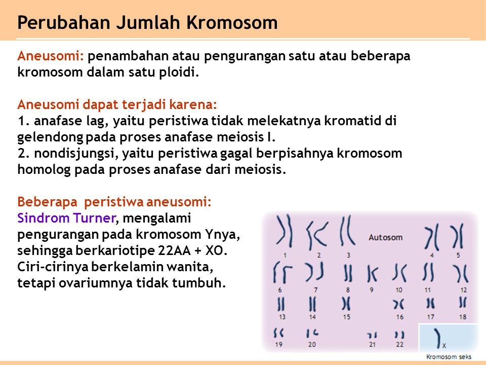 Aneusomi: penambahan atau pengurangan satu atau beberapa kromosom dalam satu ploidi.