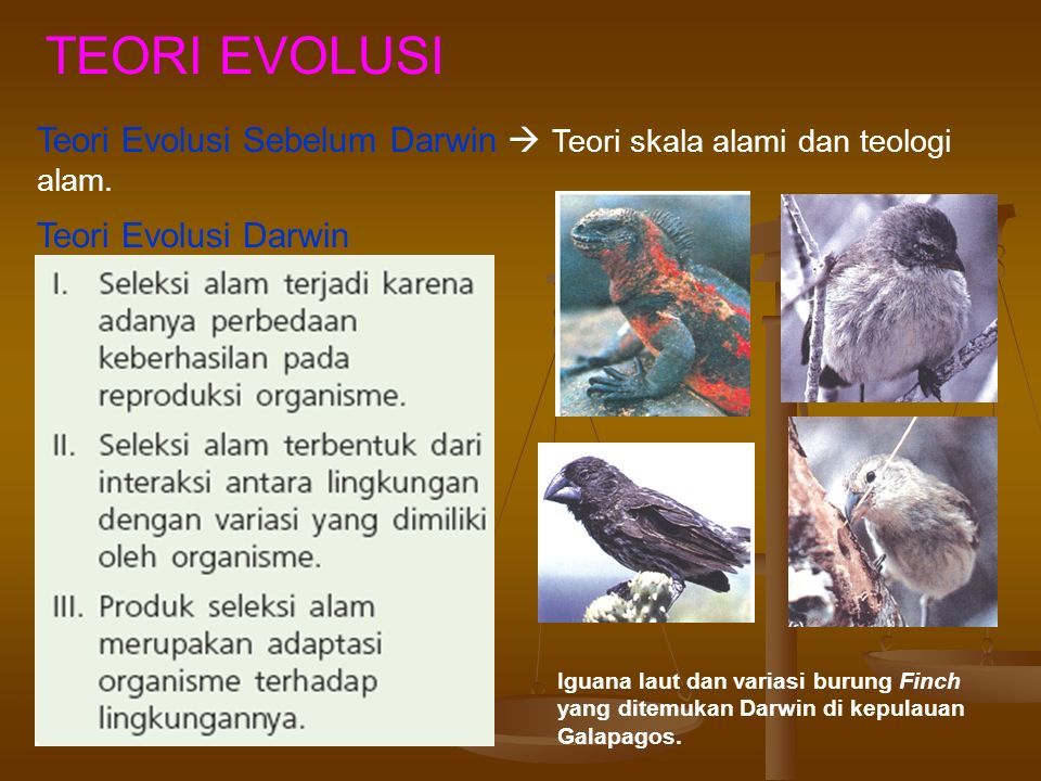 38+ Teori evolusi darwin burung finch terupdate