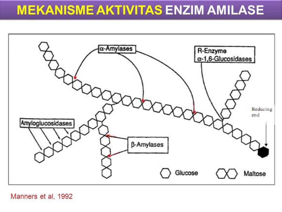 Enzyme Amylase - Ppt Download