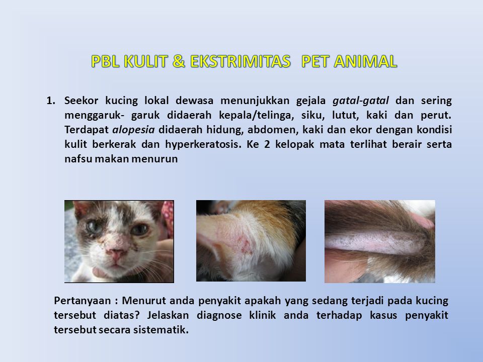1.Seekor kucing lokal dewasa menunjukkan gejala gatal-gatal dan sering menggaruk- garuk didaerah kepala/telinga, siku, lutut, kaki dan perut.