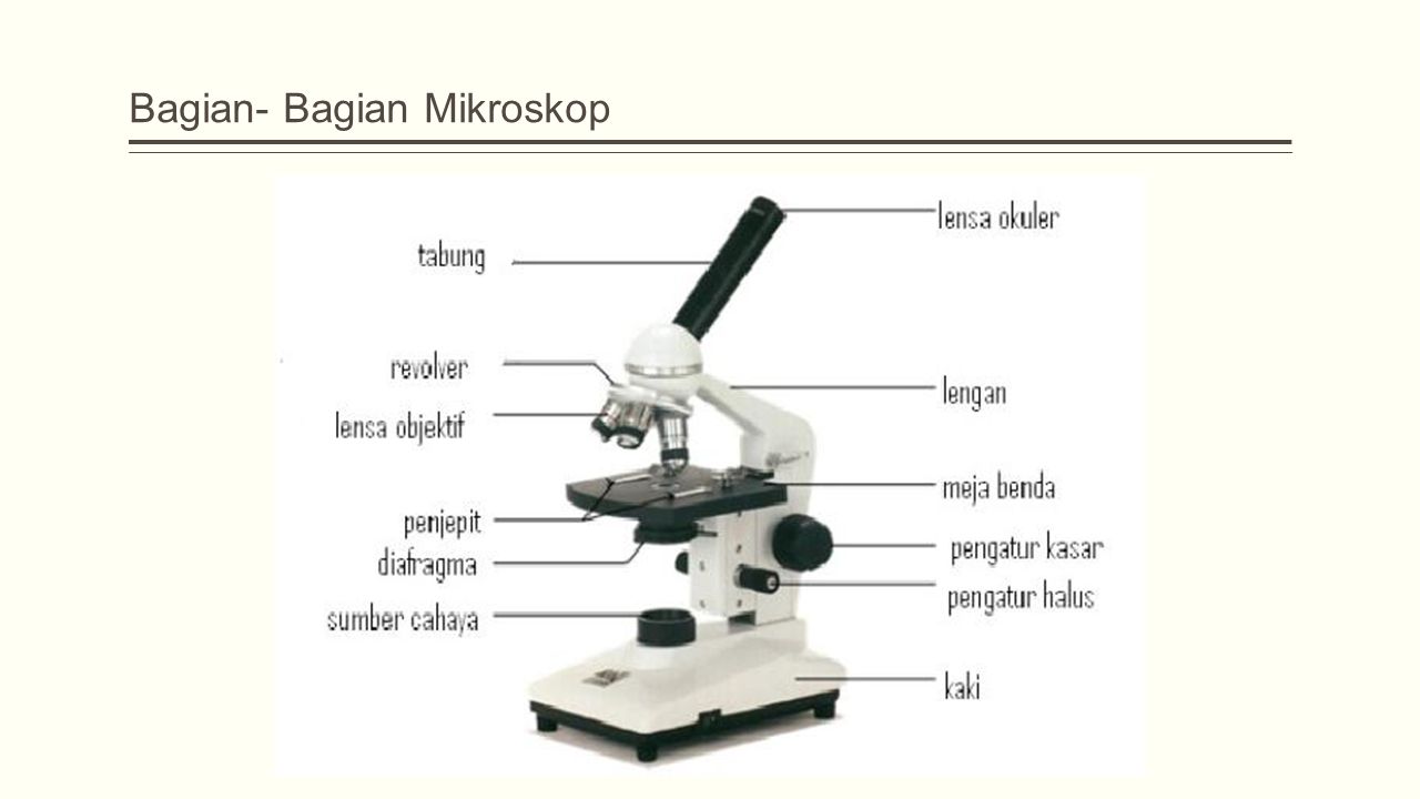 Анализ произведения микроскоп