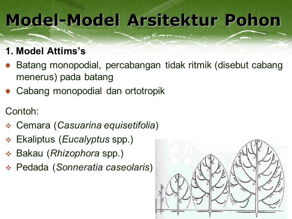 Model-Model Arsitektur Pohon 1.